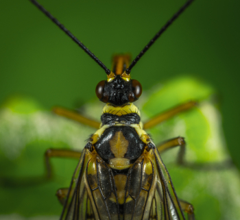 Photography Of Fly Photography Of Fly