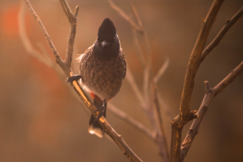 Photography of Gray Bird Perching on Branch Photography of Gray Bird Perching on Branch