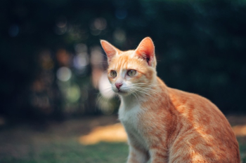 Photography of Orange Tabby Cat Photography of Orange Tabby Cat