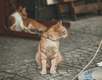 Photography of Orange Tabby Cat Photography of Orange Tabby Cat