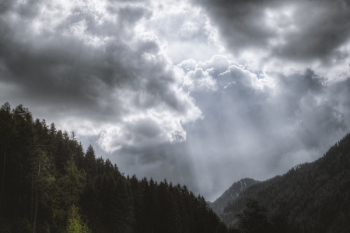 Photography of Pine Trees Under Cloudy Sky Photography of Pine Trees Under Cloudy Sky