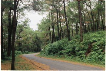 Photography of Road Between Forest Photography of Road Between Forest