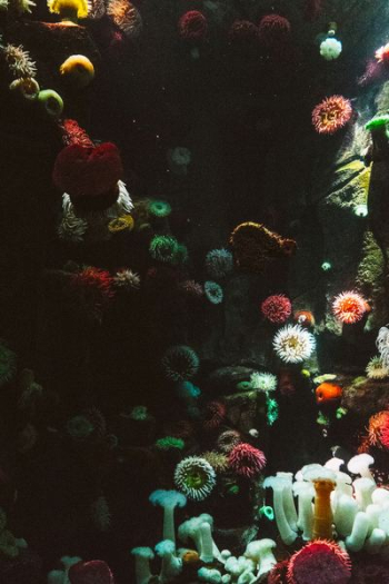 photography of sea corals photography of sea corals