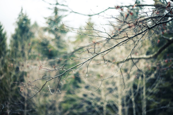 Photography of Tree Branch Photography of Tree Branch
