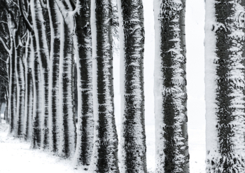 Photography of Trees during Winter Photography of Trees during Winter