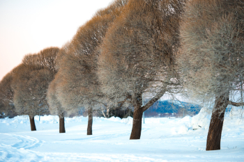 Photography of Trees During Winter Photography of Trees During Winter