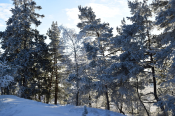 Photography of Trees During Winter Photography of Trees During Winter