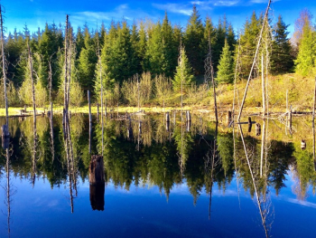 Photography of Trees Reflecting on Water Photography of Trees Reflecting on Water