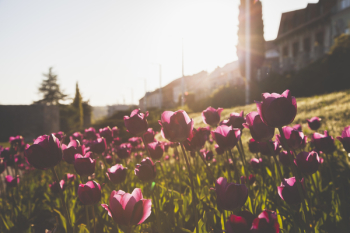 Photography of Tulips Photography of Tulips