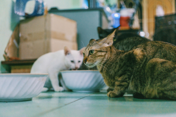 Photography of Two Cats Photography of Two Cats