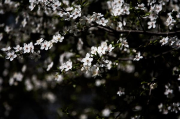 photography of white flowering tree photography of white flowering tree