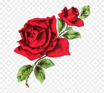 Photos Red Roses Drawing, - Aesthetic Rose Twitter Header Photos Red Roses Drawing, - Aesthetic Rose Twitter Header