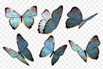 Photoshop Clipart Beautiful Butterfly - Butterflies Png