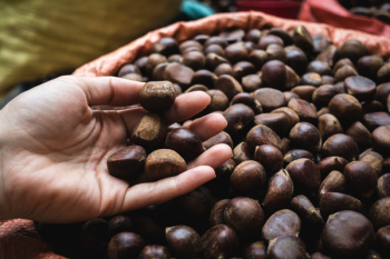 Picking up chestnuts Picking up chestnuts