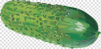 Pickled cucumber Vegetable Melon Tomato, Green Cucumber transparent background PNG clipart