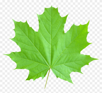 Pics Of Maple Leaf - Maple Leaf Png Pics Of Maple Leaf - Maple Leaf Png
