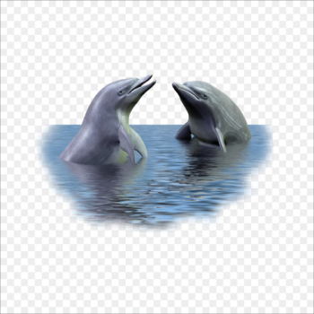 Picture frame Dolphin - dolphin Picture frame Dolphin - dolphin