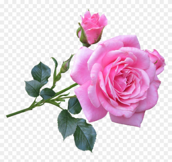 Picture Of A Pink Rose - Good Morning Gif New Rose