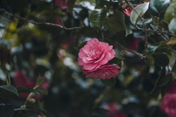 Picture of Japanese camellia