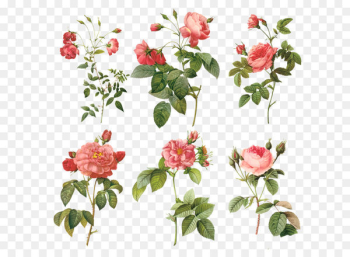 Pierre-Joseph Redouté (1759-1840) Redouté's Roses Painting Illustration - Rose branch 