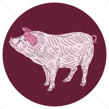 Pig Pig