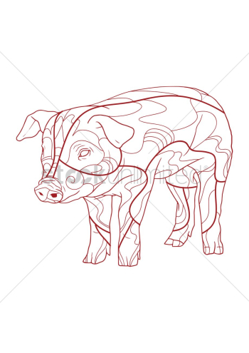 Pig Pig