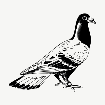 Pigeon clipart, vintage bird illustration | Free Vector - rawpixel Pigeon clipart, vintage bird illustration | Free Vector - rawpixel