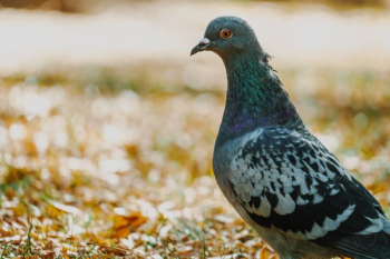 Pigeon Close Up Pigeon Close Up