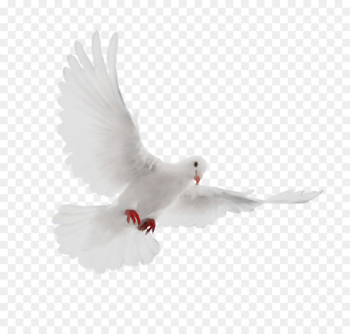 Pigeons and doves Beak Feather - Pigeons and doves Beak Feather -