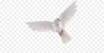 Pigeons and doves Bird Flight Portable Network Graphics Image - bird 