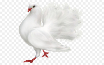 Pigeons and doves Fantail pigeon Homing pigeon Portable Network Graphics Bird - bird 