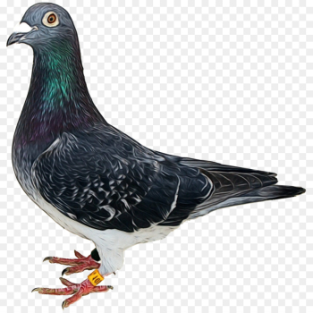 Pigeons And Doves, Fauna, Beak, Bird, Vertebrate PNG Pigeons And Doves, Fauna, Beak, Bird, Vertebrate PNG
