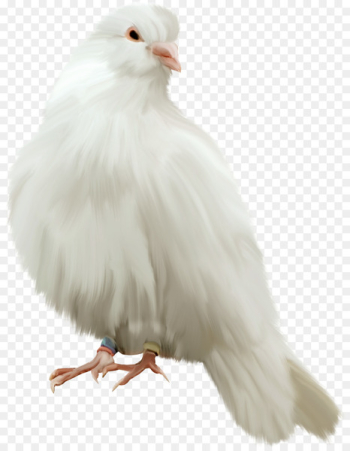 Pigeons and doves Portable Network Graphics Clip art Release dove Bird - bird 