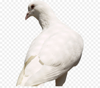 Pigeons and doves Racing Homer Homing pigeon Bird English Carrier pigeon -  