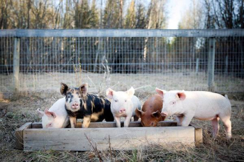 Piglets Feeding From Trough Piglets Feeding From Trough