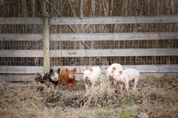 Piglets In Hay Filled Pen Piglets In Hay Filled Pen