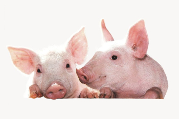 Pigs, farm animal isolated image | Free Photo - rawpixel Pigs, farm animal isolated image | Free Photo - rawpixel