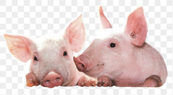 Pigs png sticker, farm animal | Free PNG - rawpixel Pigs png sticker, farm animal | Free PNG - rawpixel