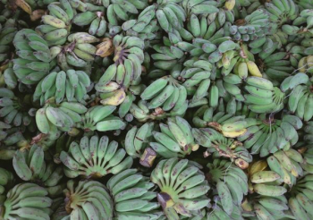 pile of bananas pile of bananas