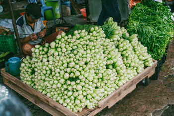 Pile of Bok Choy Pile of Bok Choy