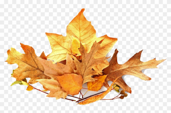 Pile Of Leaves - Leaf Pile Png