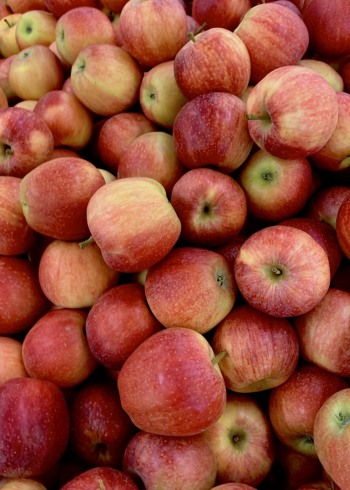 Pile of Red Apples Pile of Red Apples