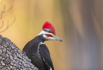 Pileated woodpecker. Free public domain | Free Photo - rawpixel Pileated woodpecker. Free public domain | Free Photo - rawpixel