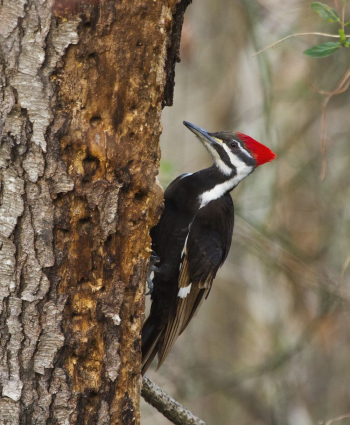 Pileated woodpecker. Free public domain | Free Photo - rawpixel Pileated woodpecker. Free public domain | Free Photo - rawpixel