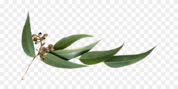Pin Eucalyptus Leaves Clip Art - Scentsy Just Breathe Description Pin Eucalyptus Leaves Clip Art - Scentsy Just Breathe Description