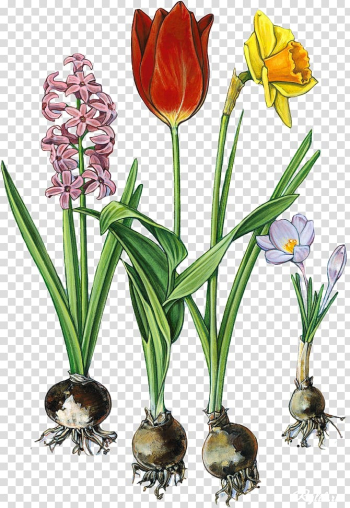 Pin Flower Spring , Pin transparent background PNG clipart Pin Flower Spring , Pin transparent background PNG clipart