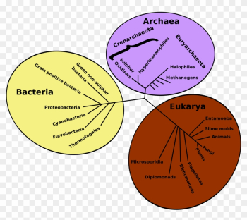 Pin It On Pinterest - Phylogenetic Tree Of Life Pin It On Pinterest - Phylogenetic Tree Of Life