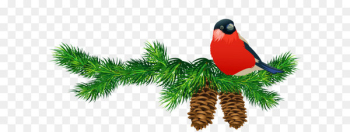 Pine Branch Clip art - Transparent Pine Branch with Cones and Bird 