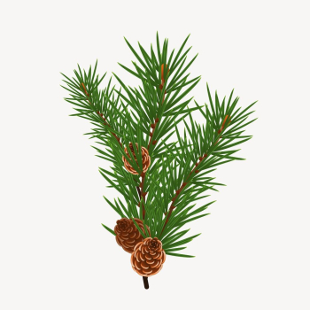 Pine branch collage element, botanical | Free PSD - rawpixel Pine branch collage element, botanical | Free PSD - rawpixel