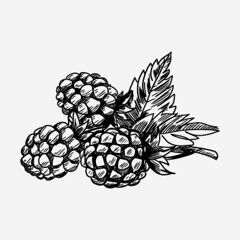 Pine cone drawing, vintage botanical | Free Photo - rawpixel Pine cone drawing, vintage botanical | Free Photo - rawpixel